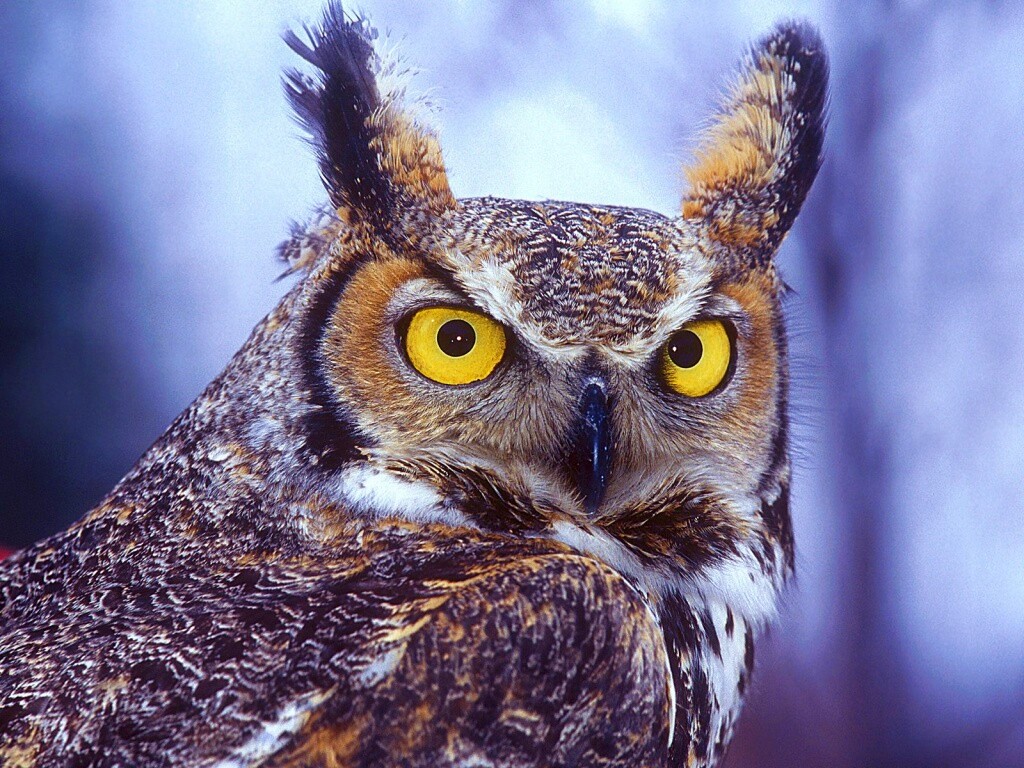 Орлиная сова обои