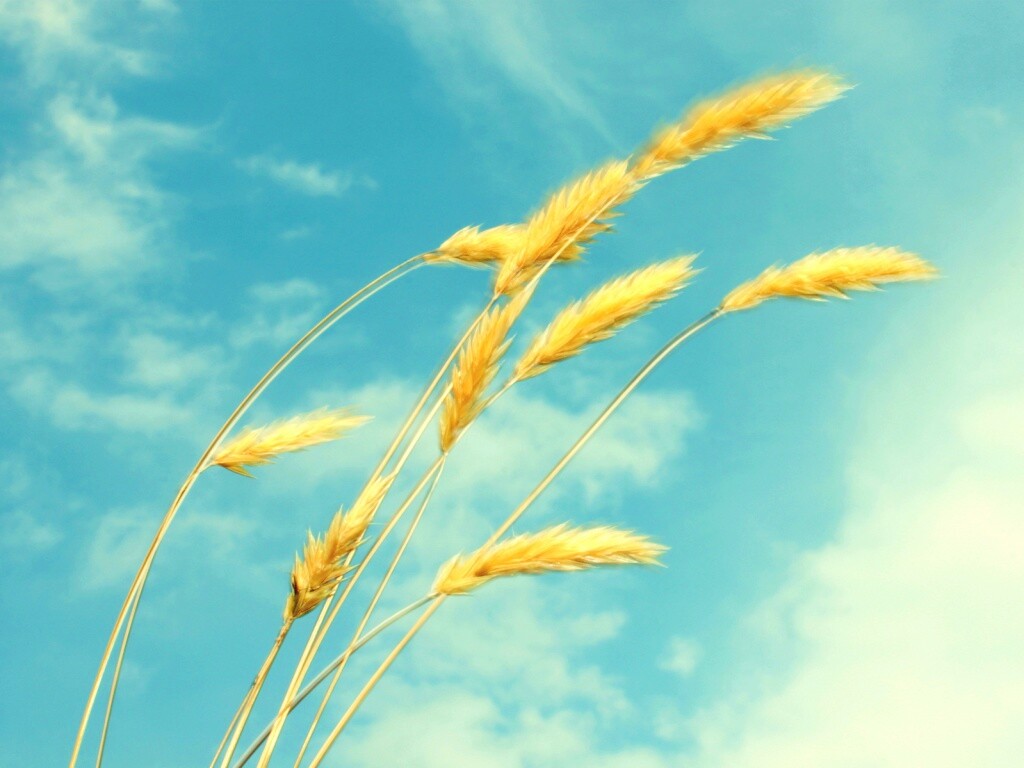 Колосья обои