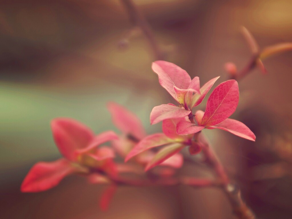 Красные листья на ветке обои