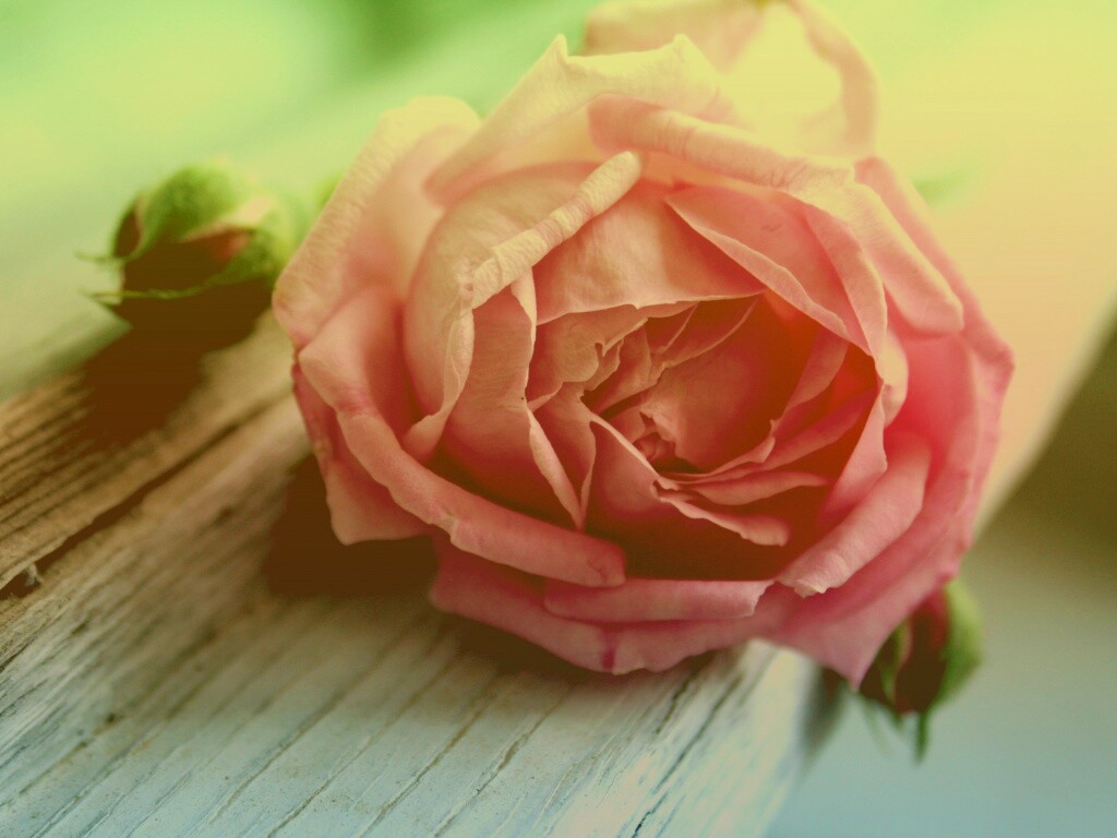 Бутон нежной розы обои