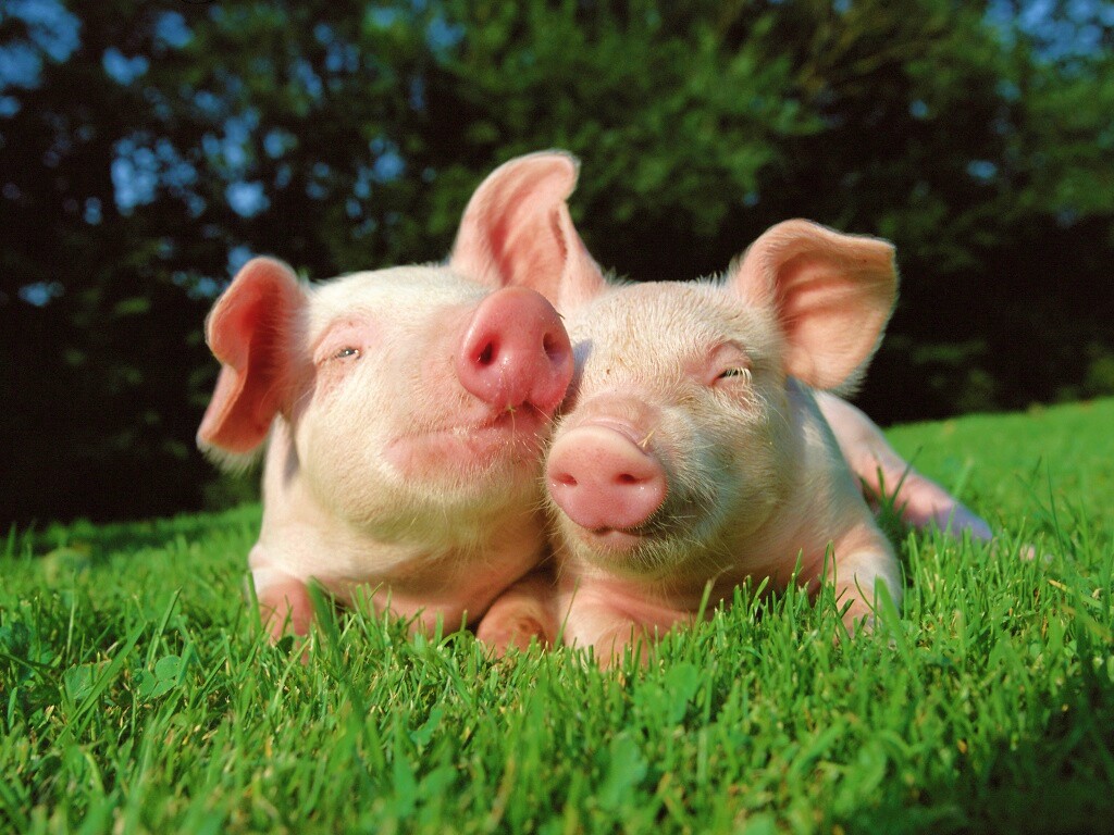 Два поросёнка обои