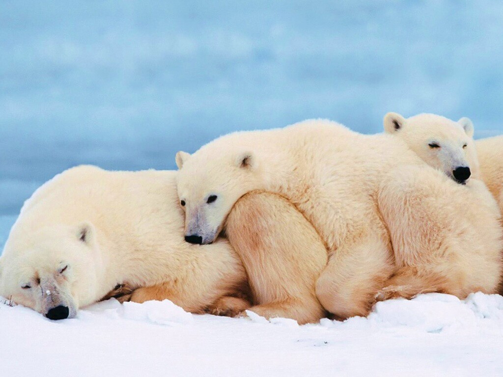 Белые мишки спят обои