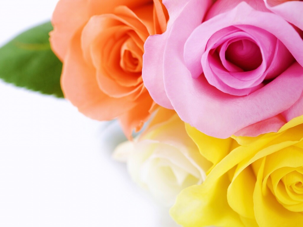 Букет разноцветных роз обои