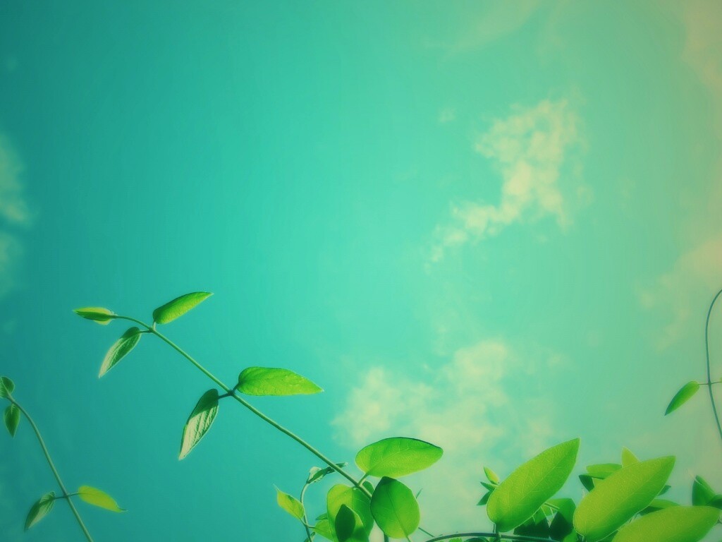 Веточки на фоне неба обои