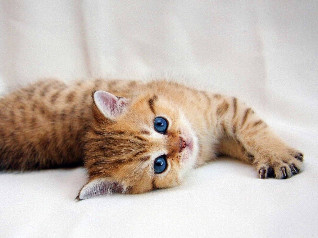 Рыжиый котенок с синим глазами обои