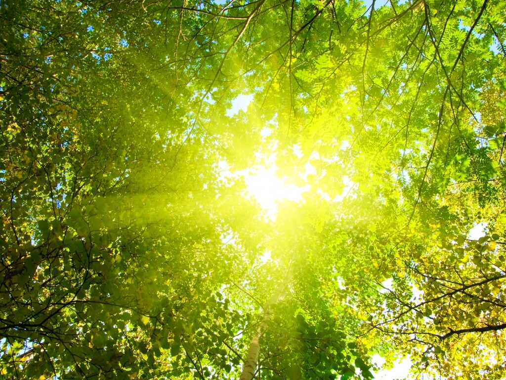 Яркий зеленоватый свет пробивающийся сквозь листву обои