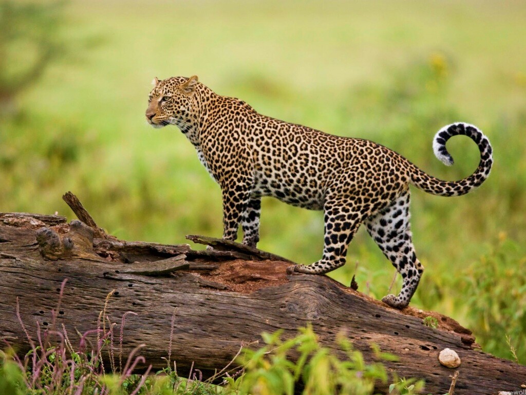 Леопард на природе обои