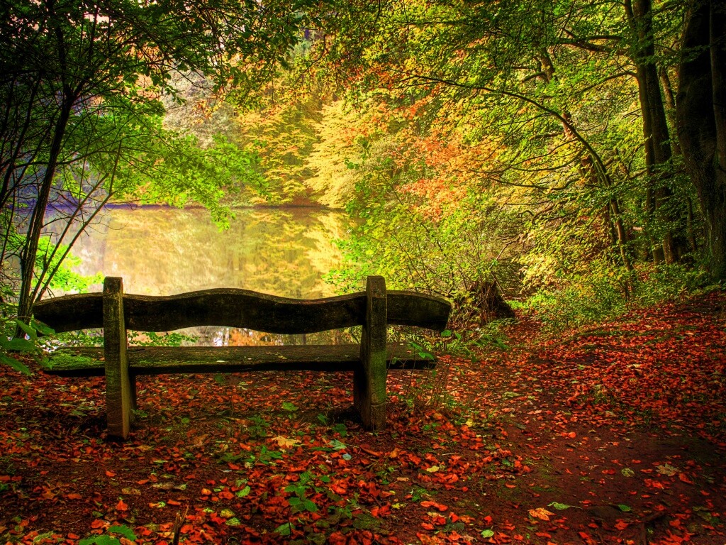 Скамейка в лесу обои