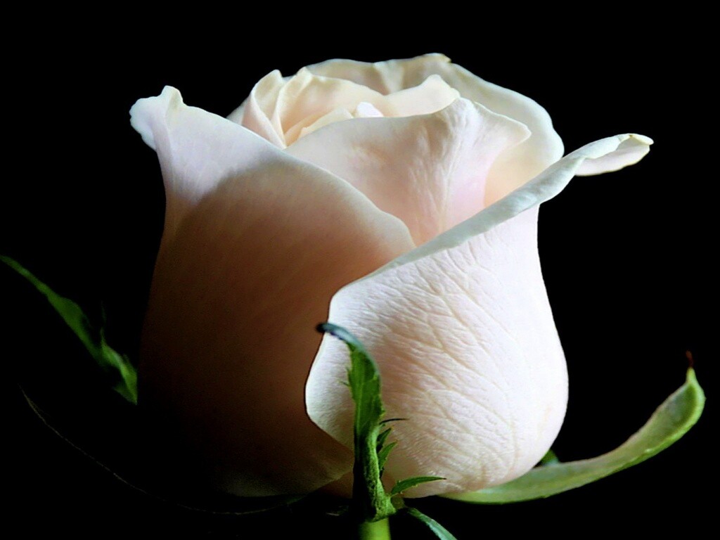 Бутон белой розы обои