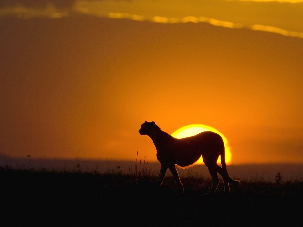 Гепард на закате обои