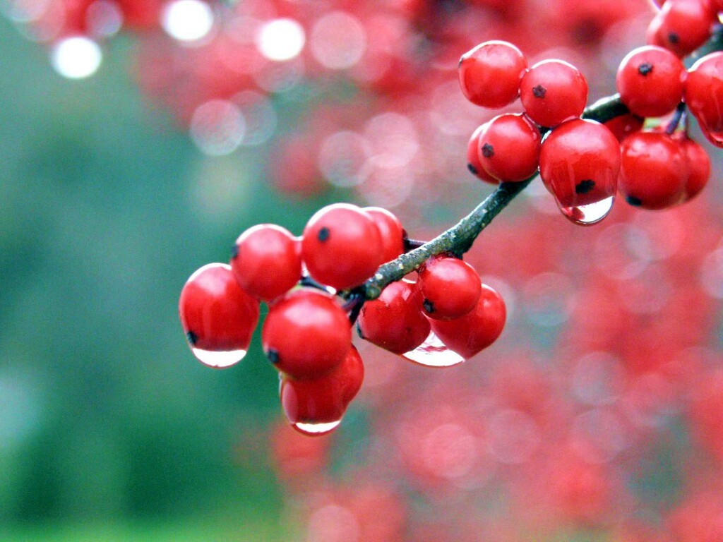 Капли росы на ягодах рябины обои