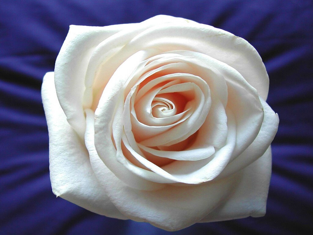 Белая роза на синей ткани обои