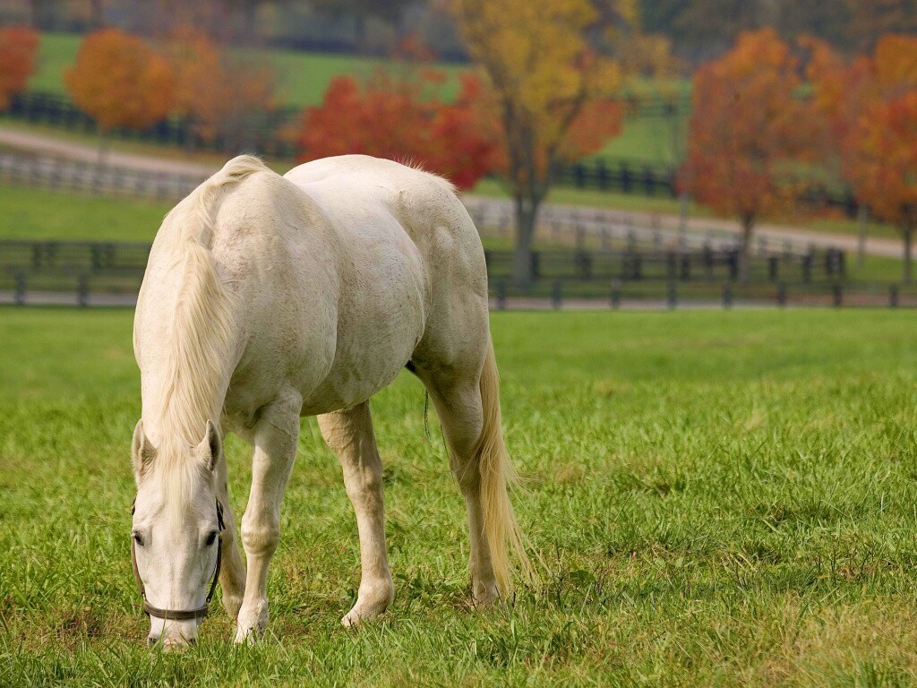 Красивая белая лошадь обои