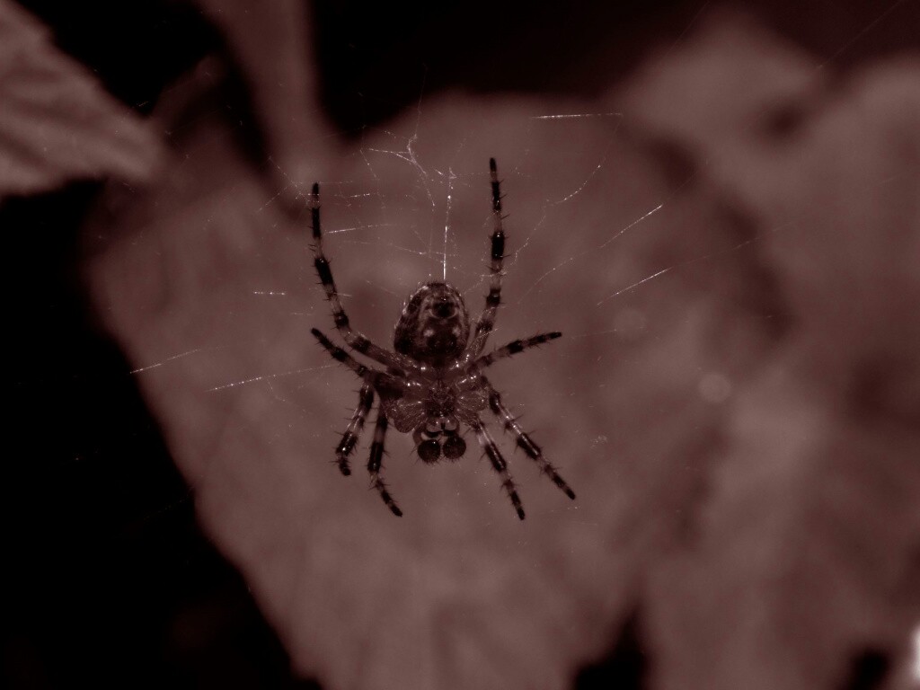 Паук на паутине обои