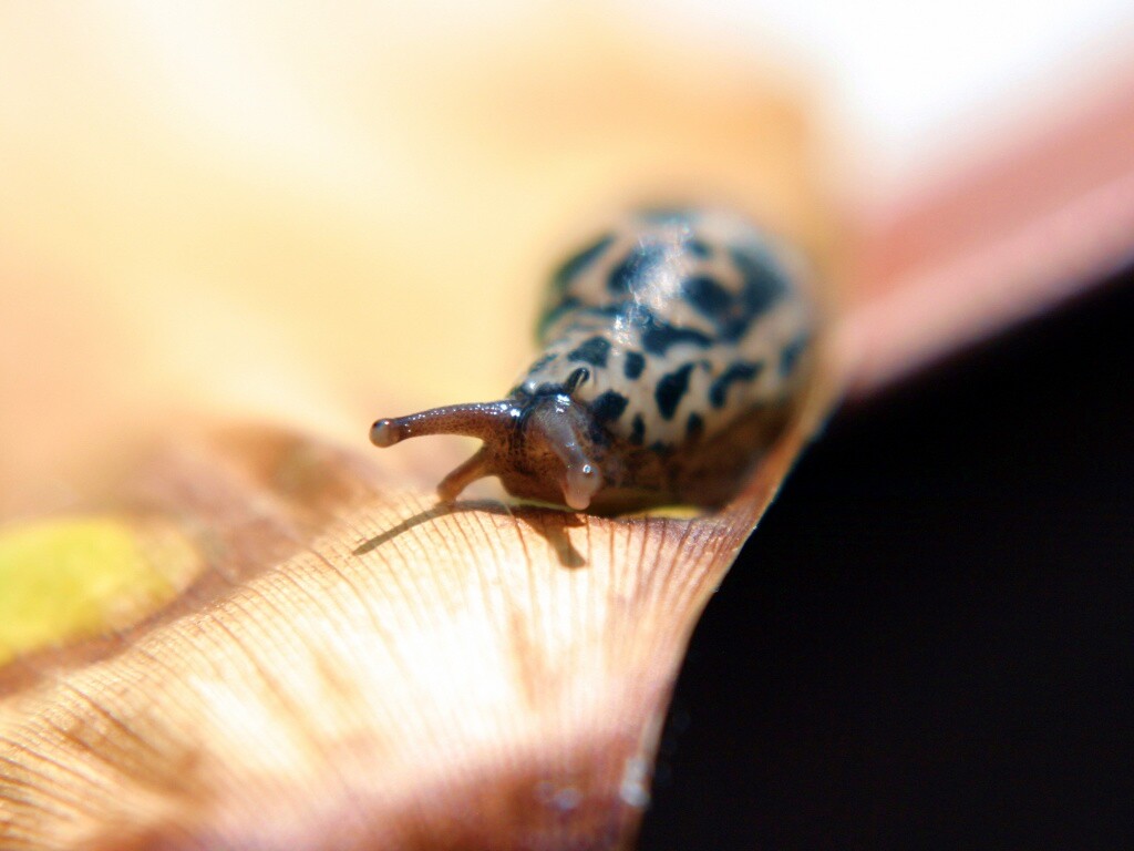 Ползущая улитка обои