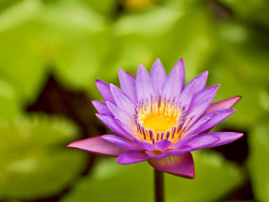 Фиолетовый цветок обои