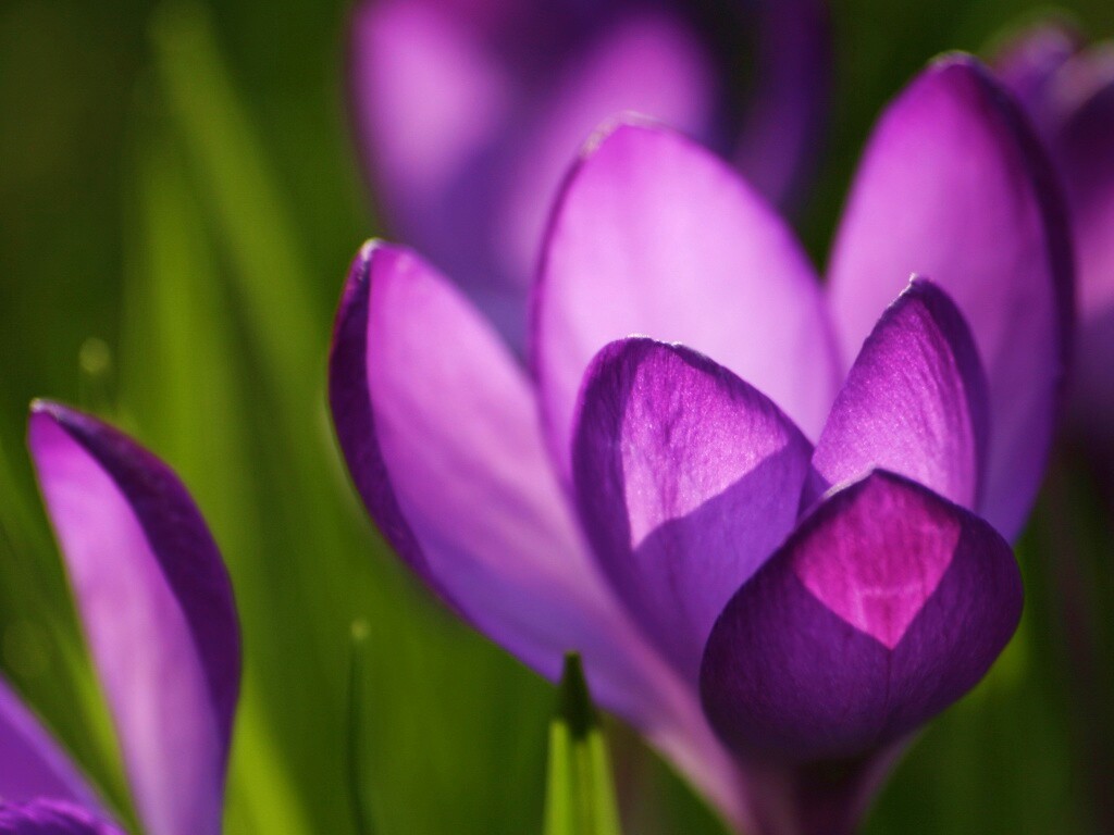 Фиолетовый крокус обои