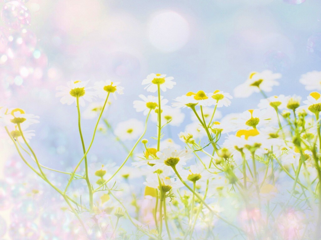 Цветочное лето обои