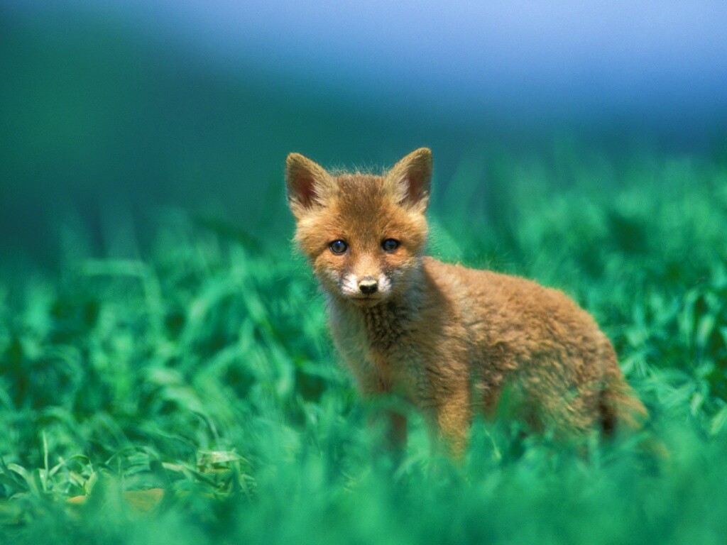 Удивлённый лисёнок обои