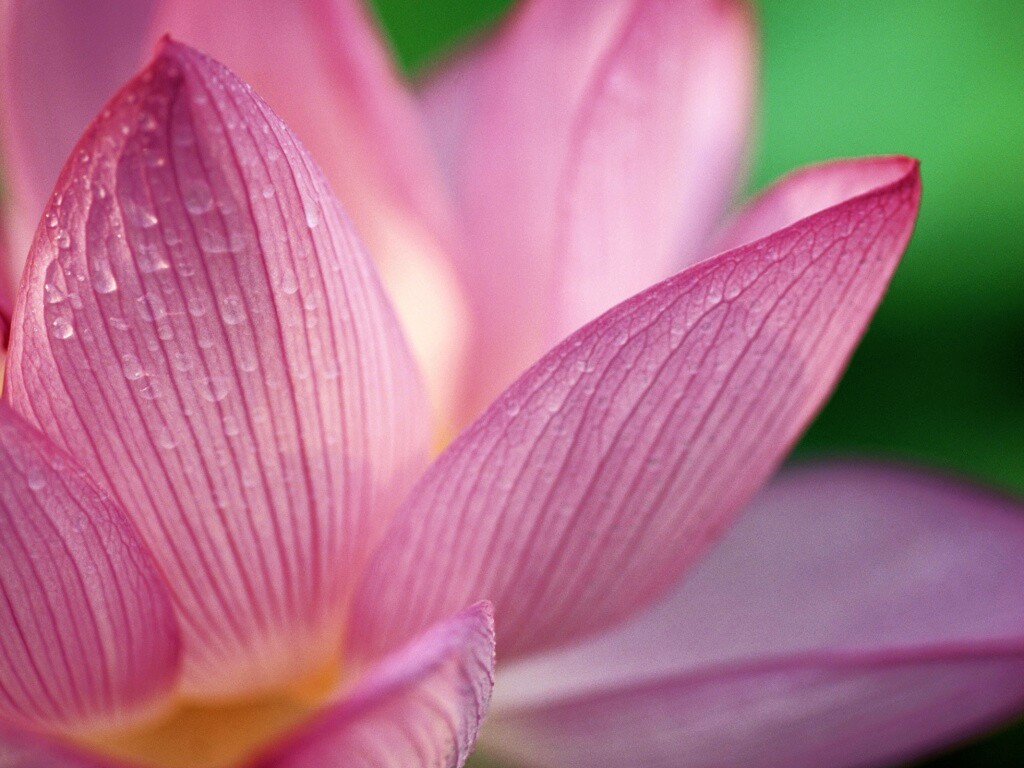 Лепестки цветов обои