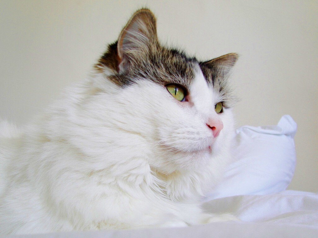 Белый кот с серой макушкой обои