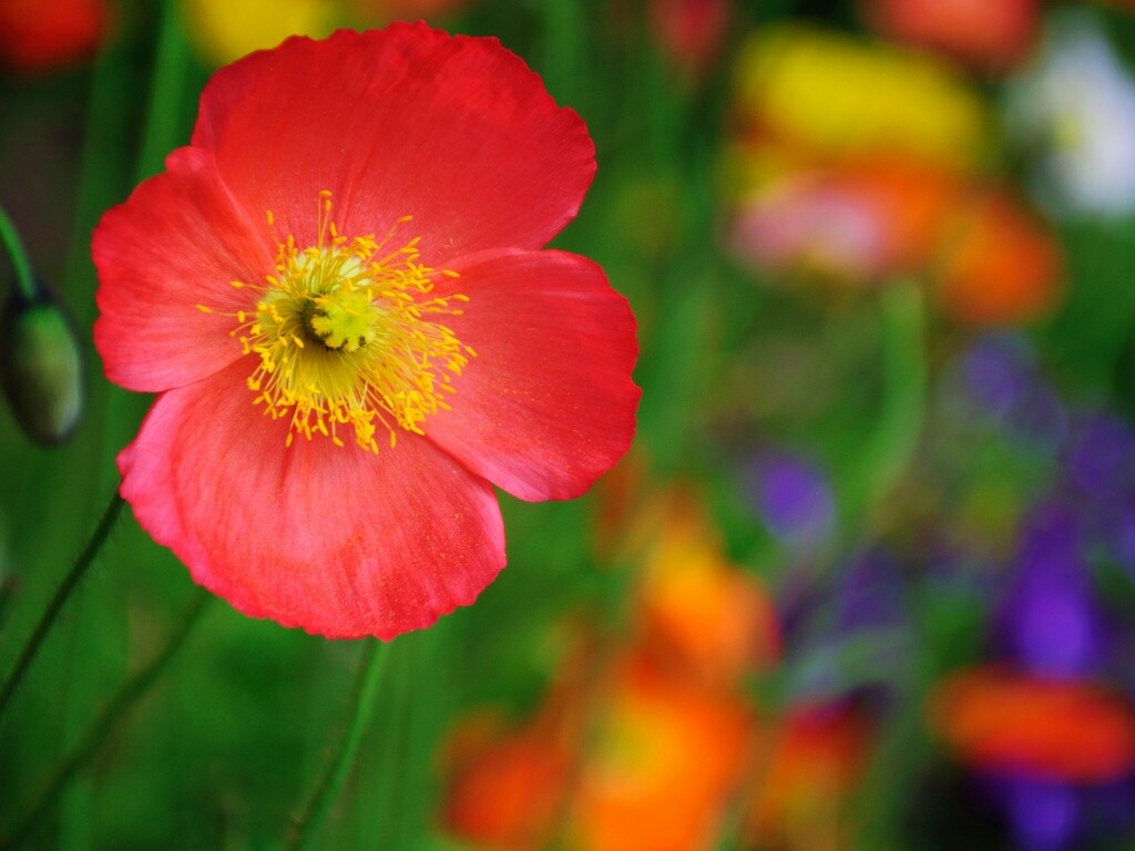 Красивый красный цветок обои