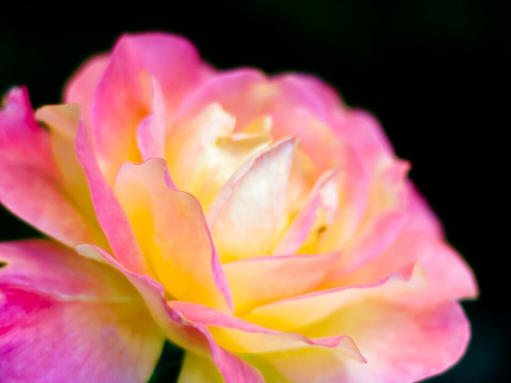 Картинка с нежным розовым цветком обои