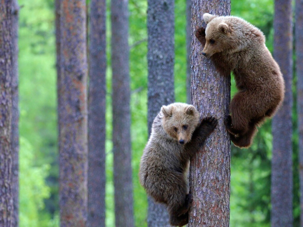 Медвежата обои