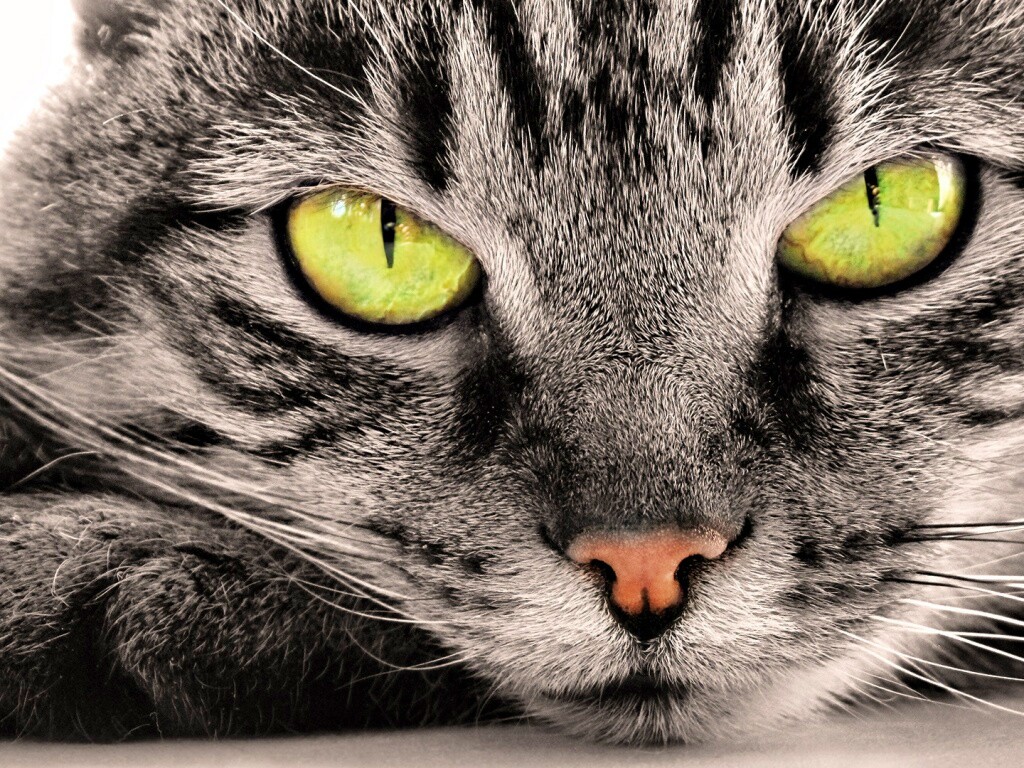 Пристальный кошачий взгляд обои
