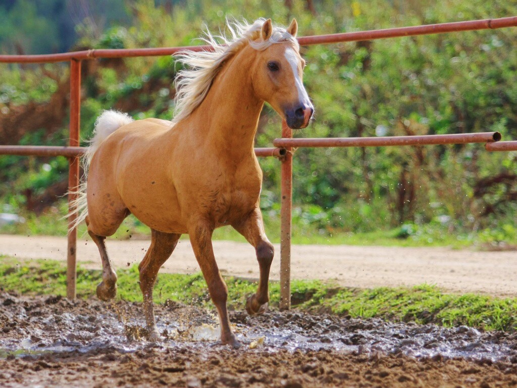 Молодая лошадь в загоне обои