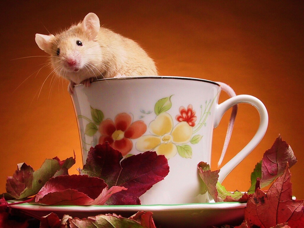Мышонок выбирается из чашки обои