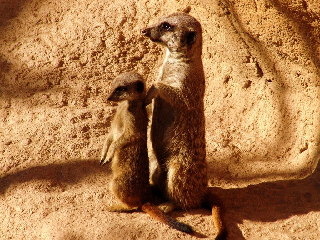 Сурикаты на страже отчизны обои