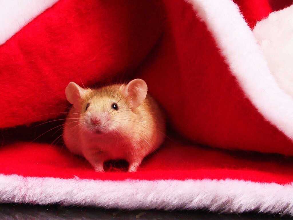Толстый новогодний мышонок обои