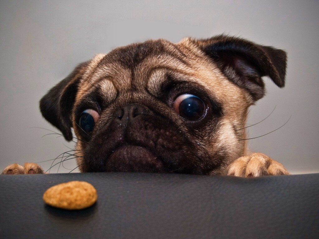 Собака нашла печеньку обои