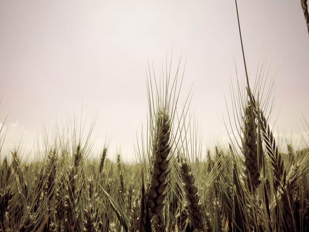 Колосья в поле обои