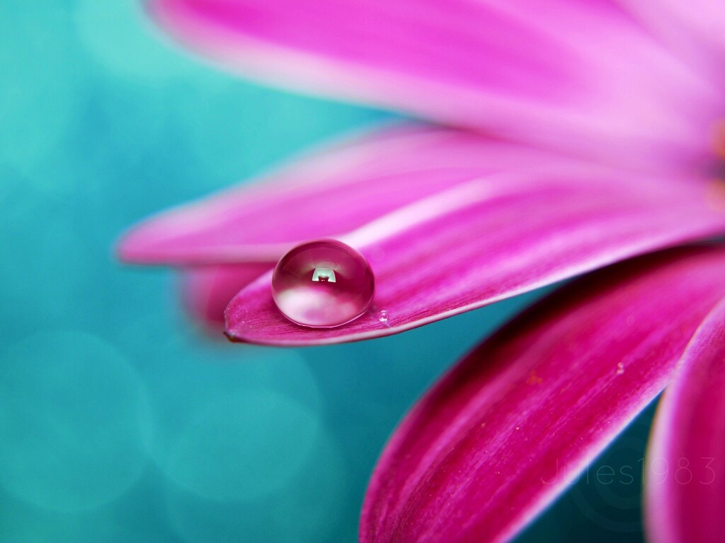 Капля на лепестке обои