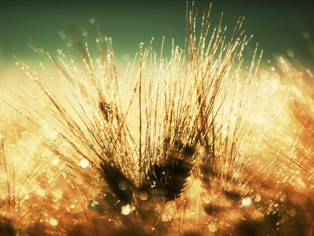 Трава на солнце обои