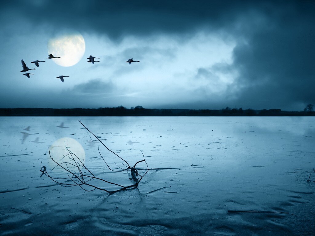 Полет птиц над озером обои