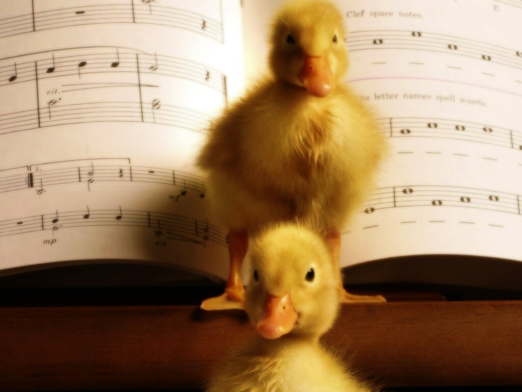Музыкальные утята обои