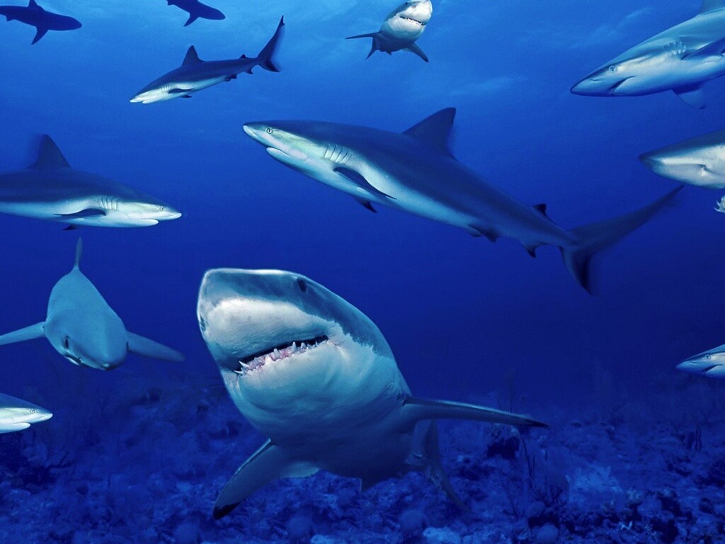Стая акул обои