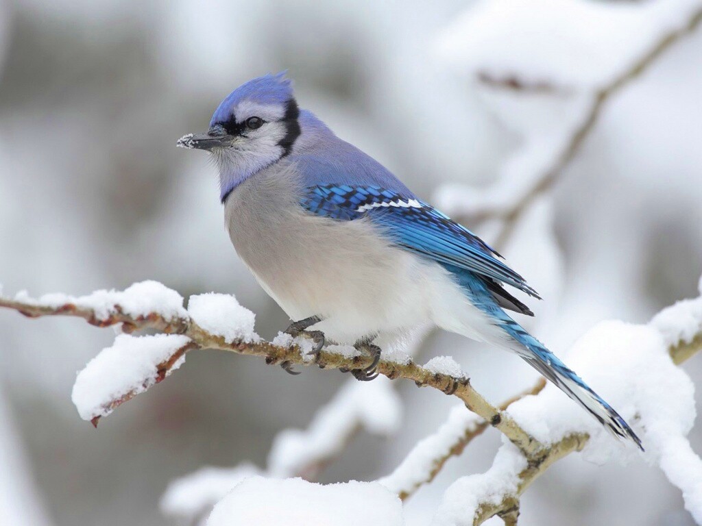 Маленькая синяя птичка обои