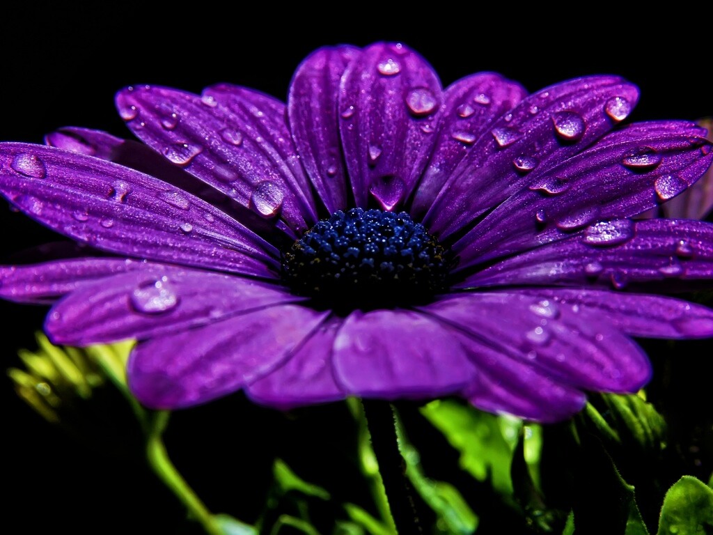 Мокрый от росы фиолетовый цветок обои