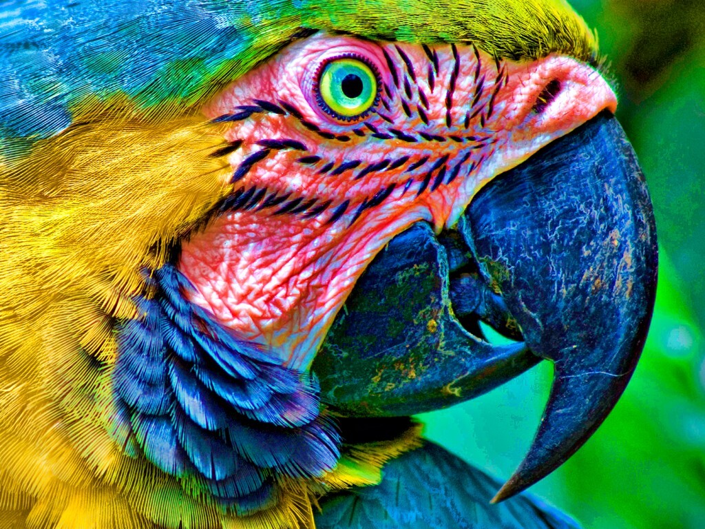 Попугай обои