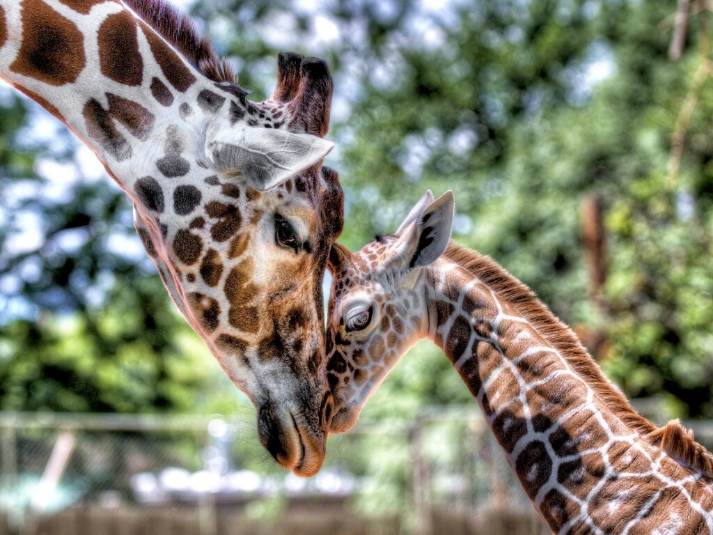 Жирафа и жирафёнок обои