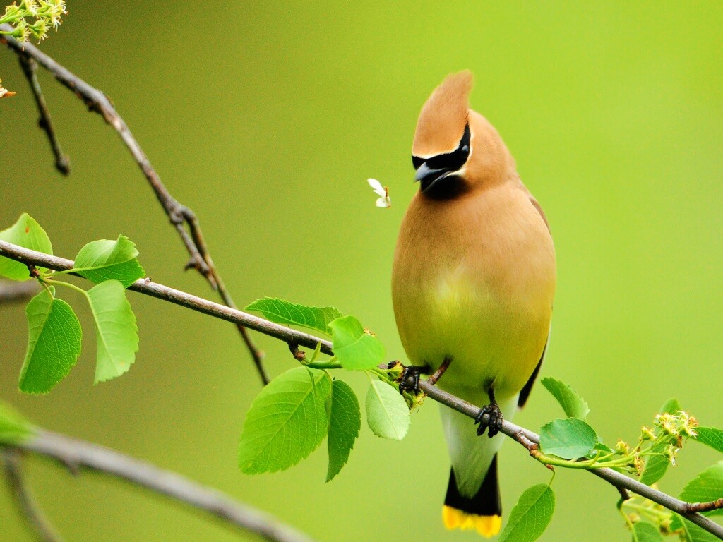 Оранжевая птичка обои