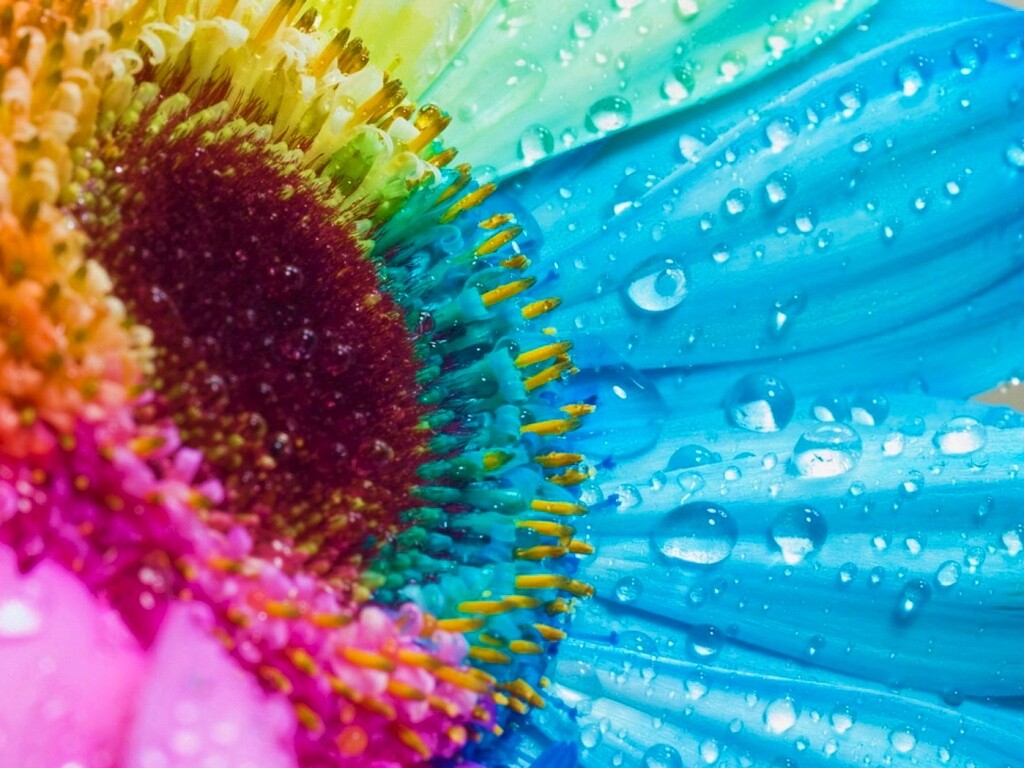 Цветик семицветик обои