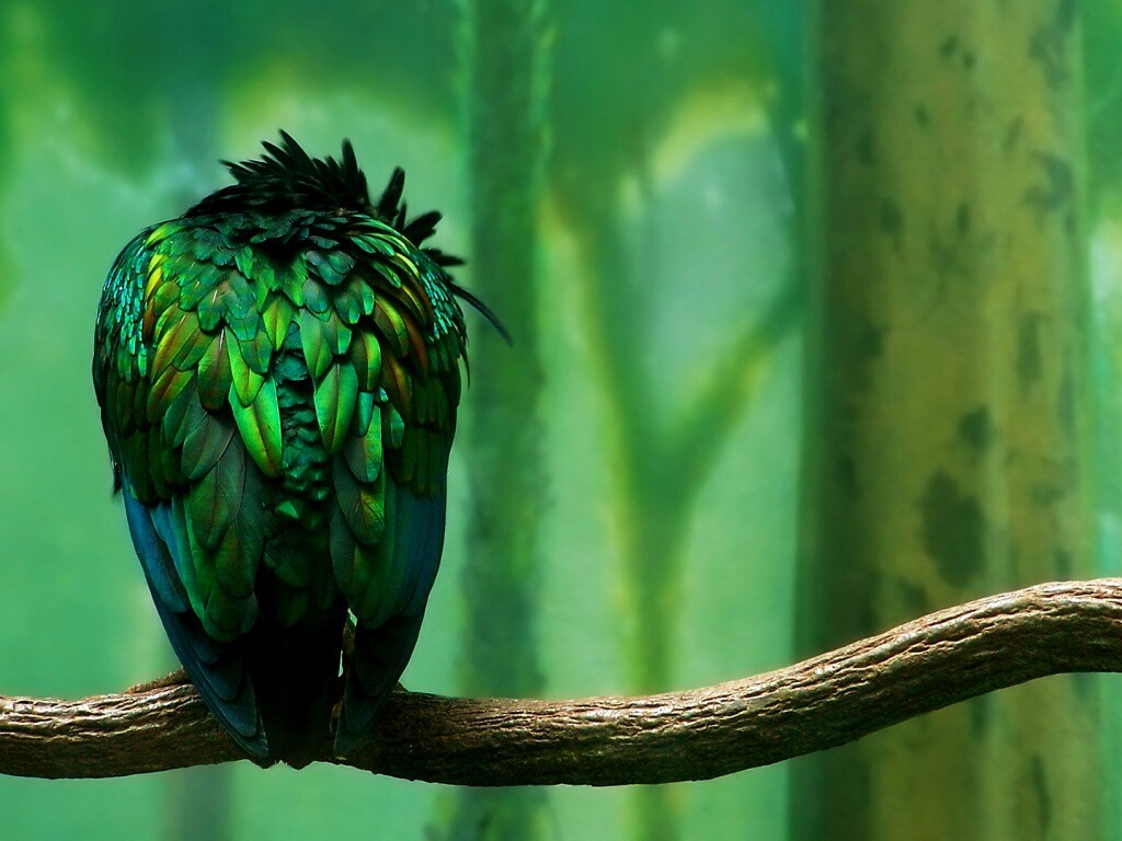 Птица спит на ветке обои