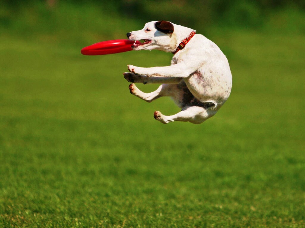 Ловкач обои