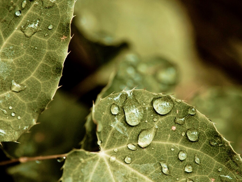 Капельки росы на листьях обои