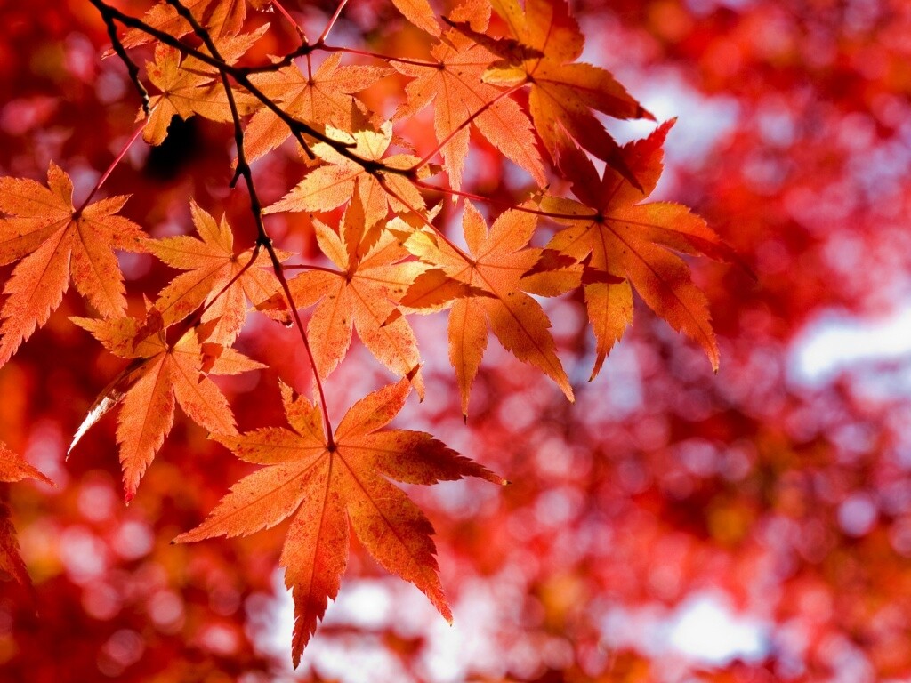 Осенние листья обои